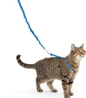 and Bungee Leash, Medium